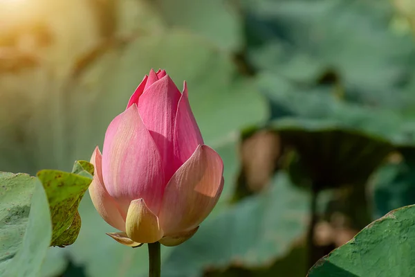 Chiudi Fiore Loto Rosa Fioritura Con Luce Del Sole Sfondo — Foto Stock