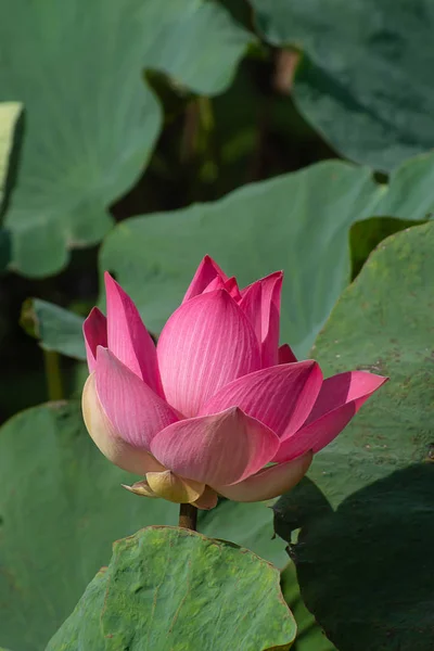 Close Pink Lotus Flower Blooming Nelumbo Nucifera — Stock Photo, Image