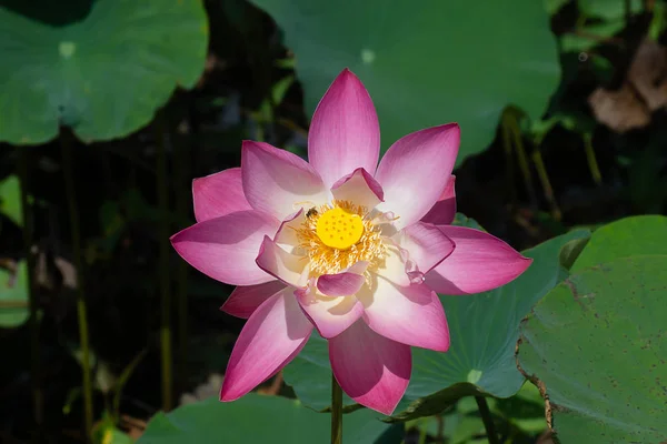 Fiore Loto Rosa Fiore Nelumbo Nucifera — Foto Stock