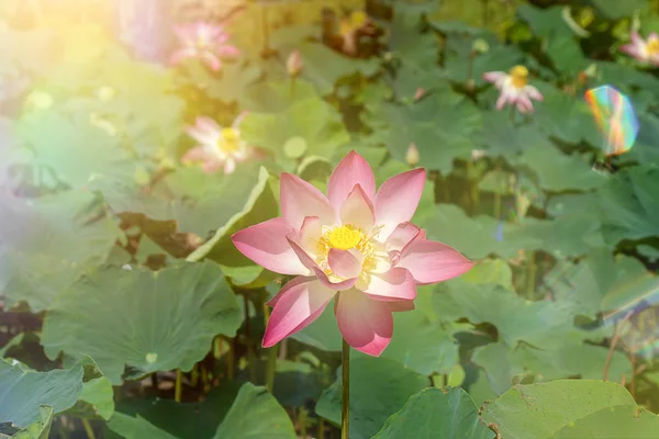 Feche Flor Lótus Rosa Florescendo Fundo Folha Com Luz Solar — Fotografia de Stock