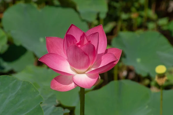 Закрыть Розовый Цветок Лотоса Nelumbo Nucifera — стоковое фото