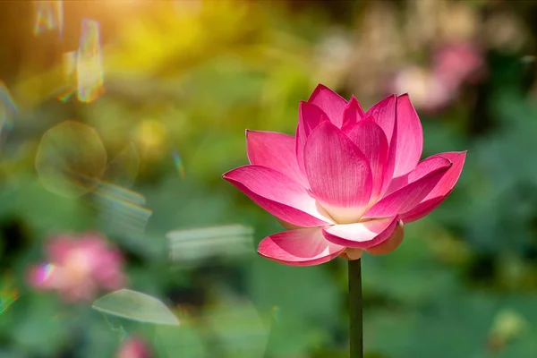 นดอกบ ชมพ ดอกไม บานสะพร งในแสงแดดท แสงสว างและพ นหล งเบลอ — ภาพถ่ายสต็อก