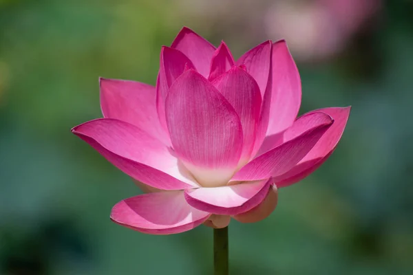 Close Pink Lotus Flower Blooming Nelumbo Nucifera — Stock Photo, Image