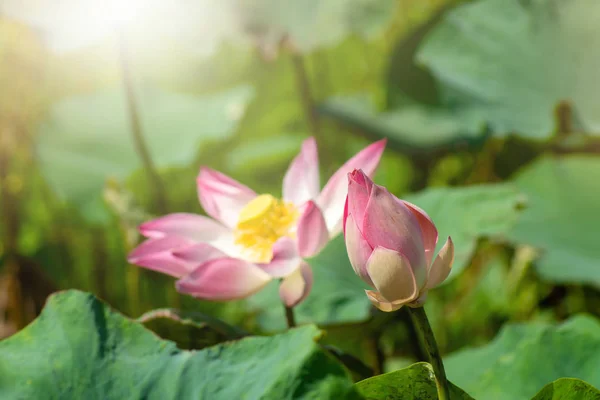 Close Pink Lotus Flower Blooming Nelumbo Nucifera Sunlight Blur Background — Stock Photo, Image