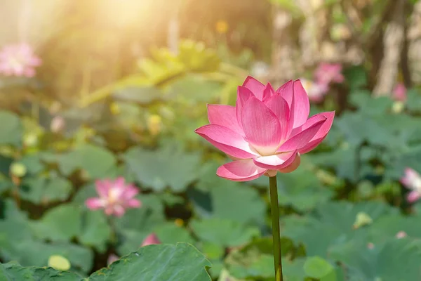 Fioritura Fiori Loto Rosa Vicino Nelumbo Nucifera Con Luce Solare — Foto Stock