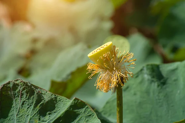 用浅色和模糊背景关闭黄花粉莲花 — 图库照片