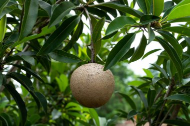 Ağaç yaprakları ile closeup Spodilla meyve (Manilkara zapota).