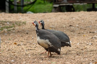 (Numididae beçtavuğu yakın çekim)