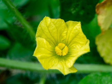 Polen karpuz çiçek bulanıklık yeşil arka plan ile kapatmak.