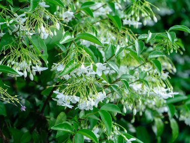 Su Yasemin çiçeği (Wrightia bileğinde Benth bitki yakın çekim.)
