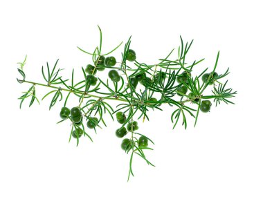 Beyaz arka planda Shatavari bitkisinin (Asparagus racemosus Willd) kapatılması.