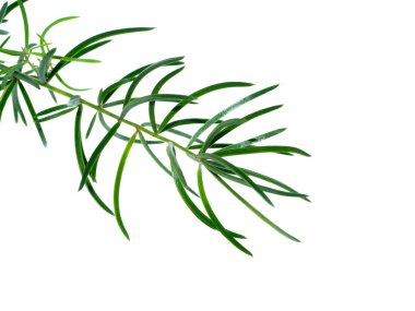 Beyaz arka planda Shatavari bitkisinin (Asparagus racemosus Willd) kapatılması.