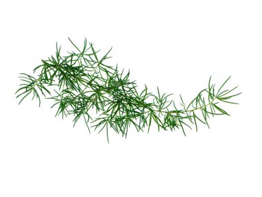Beyaz arka planda Shatavari bitkisinin (Asparagus racemosus Willd) kapatılması.