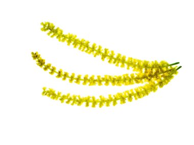 Earleaf akasya bitki beyaz zemin üzerine kapatın. (Akasya auriculiformis)