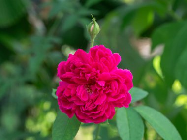 Pembe Şam gül (Rosa damascena Mill) bulanıklık yeşil arka plan ile yakın çekim.