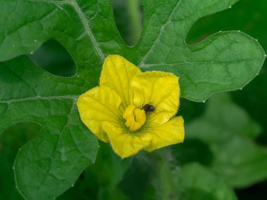 Polen karpuz çiçek yaprak ile kapatmak.