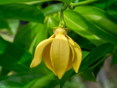 tırmanma ylang-ylang, ilang-ilang, manorangini, hara-champa veya kantali champa güzel kokulu çiçekler.