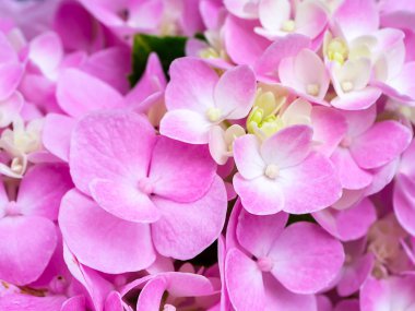 Görüntüyü, pembe ortanca çiçek yakından.