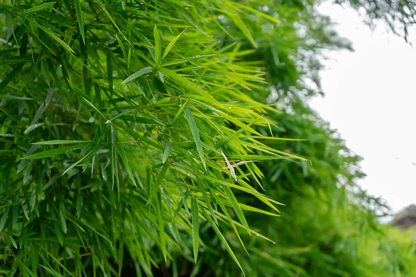 Foglia Bambù Verde Con Sfondo Spazio — Foto Stock