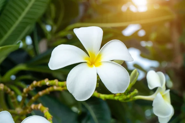 Kwiat Biały Frangipani Promieni Słonecznych Bliska — Zdjęcie stockowe