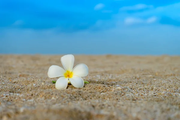 Close Yellow White Frangipani Flower Beach Blur Background — Stock Photo, Image