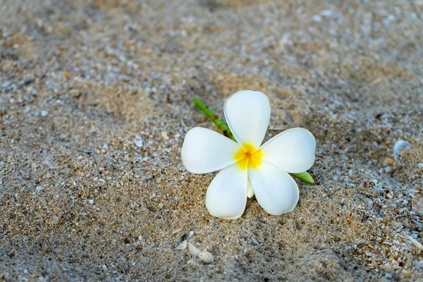 Close Yellow White Frangipani Flower Sand — Stock Photo, Image