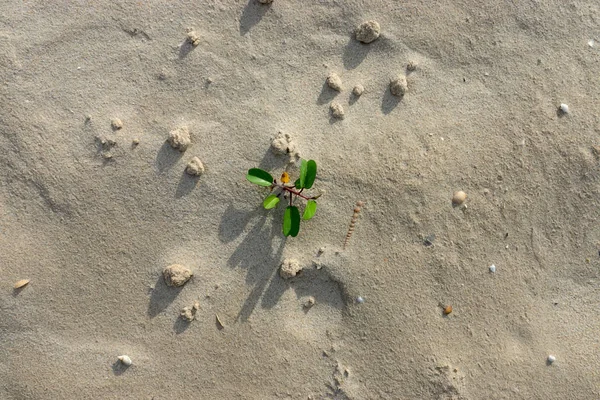 Небольшое Растение Пляжном Фоне Светлой Текстурой — стоковое фото