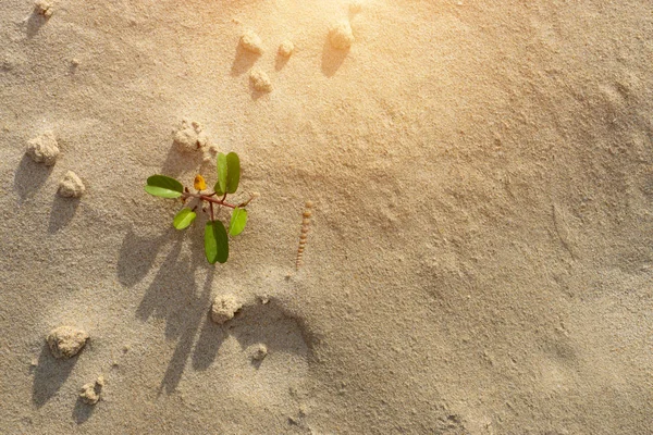 Μικρό Φυτό Για Την Παραλία Υφή Φόντου Φως — Φωτογραφία Αρχείου