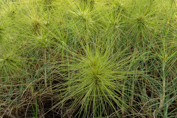 Fermer Spinifex Littoreus Herbe Sur Plage — Photo