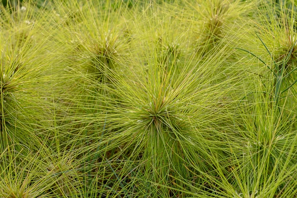 Spinifex Littoreus Gras Aus Nächster Nähe Strand — Stockfoto