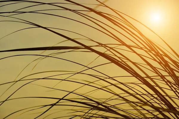 Folhas Grama Silhueta Com Luz Solar — Fotografia de Stock