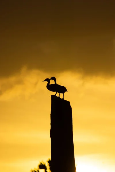 Turuncu Gökyüzü Ile Kütüğün Üzerinde Iki Anatidae Ördek Silüeti — Stok fotoğraf