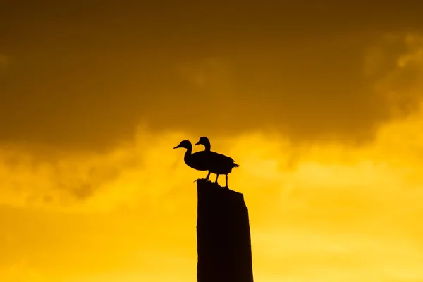 Silhouette Zweier Anatidae Enten Auf Dem Baumstumpf Mit Orangefarbenem Himmel — Stockfoto