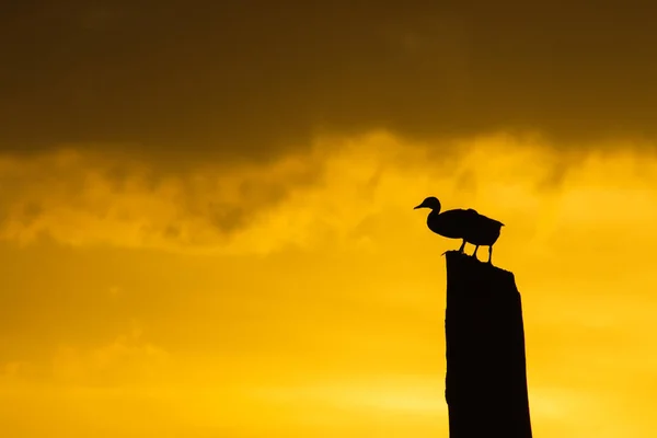 Turuncu Gökyüzü Uzay Ile Kütüğün Üzerinde Iki Anatidae Ördek Silüeti — Stok fotoğraf