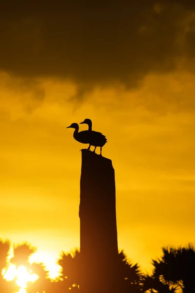 Silhouette Two Anatidae Duck Stump Orange Sky Sunlight — Stock Photo, Image