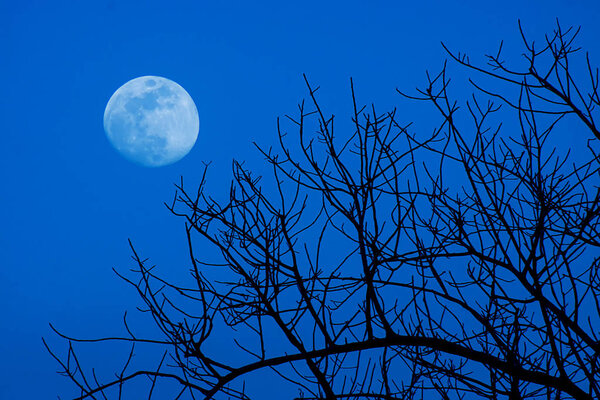Silhouette of Dead tree with blue sky background and the moon.