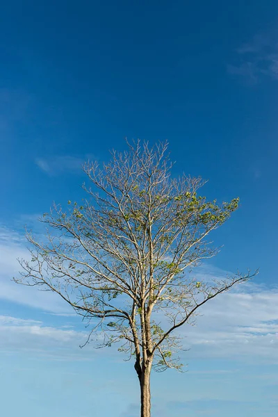 Trompeta Rosa Con Fondo Azul Cielo Nube Nombre Científico Tabebuia — Foto de Stock