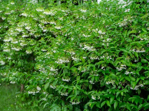 Woda Tło Jasmine Tree Wrightia Religiosa Benth Roślin — Zdjęcie stockowe