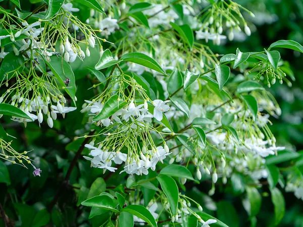 水茉莉花的关闭 Wrightia Religiosa 葛根植物 — 图库照片