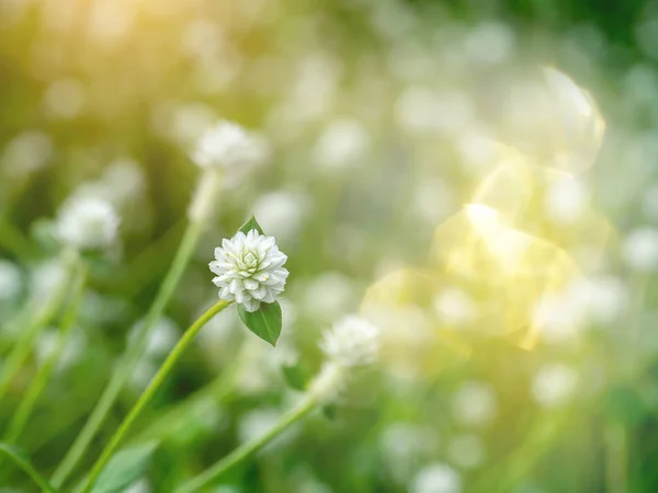 Close Gomphrena Flor Ervas Daninhas Com Luz Bokeh Fundo Borrão — Fotografia de Stock