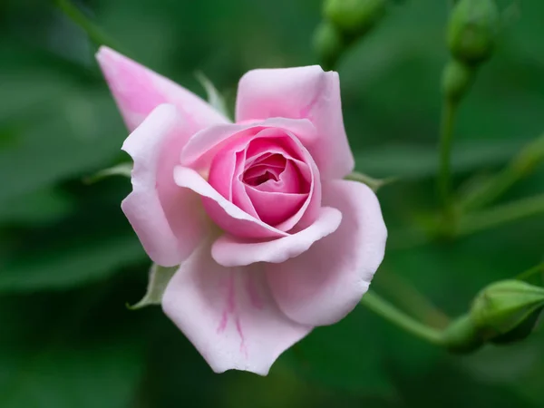 Rosa Vicino Del Fiore Rosa Damascena Sfondo Sfocato Rosa Damascena — Foto Stock