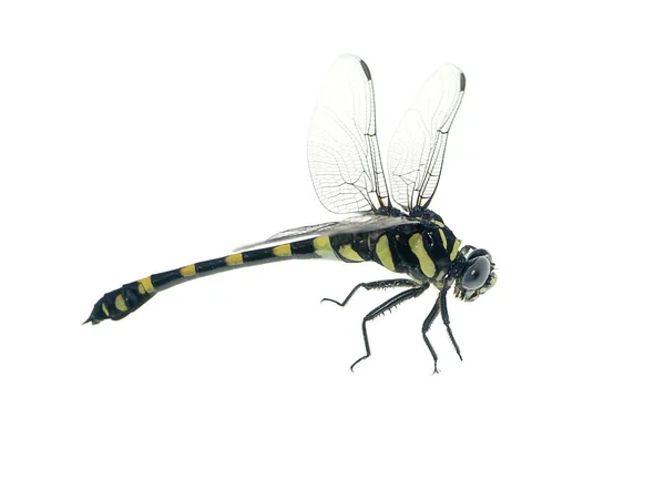 Macro Foto Van Clubtail Dragonfly Witte Achtergrond Wetenschappelijke Naam Ictinogomphus — Stockfoto