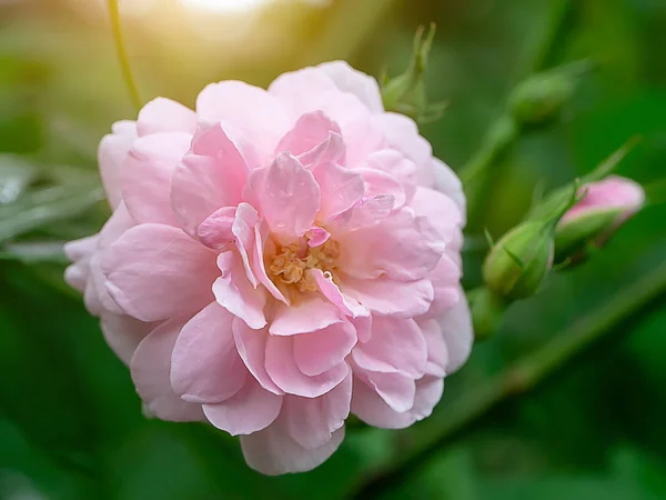 Nahaufnahme Rosa Von Damastrosenblüten Mit Blättern Auf Verschwommenem Hintergrund Rosa — Stockfoto