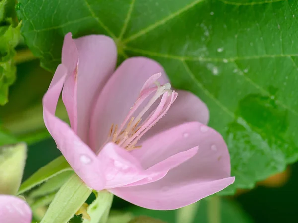 Detailní Záběr Pylu Květ Růžové Dombeya Zelený List — Stock fotografie