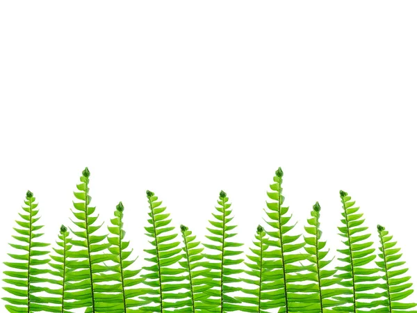 Close Fern Leaf White Background — Stock Photo, Image