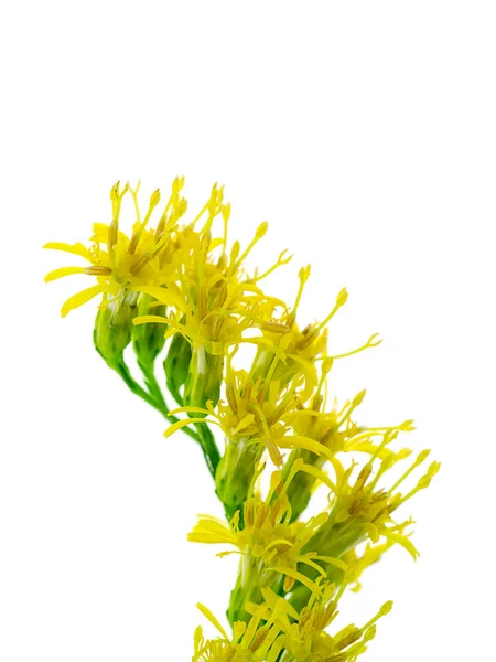 Detail Květu Solidago Canadensis — Stock fotografie