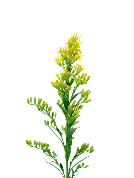 Zbliżenie Solidago Canadensis Kwiat — Zdjęcie stockowe