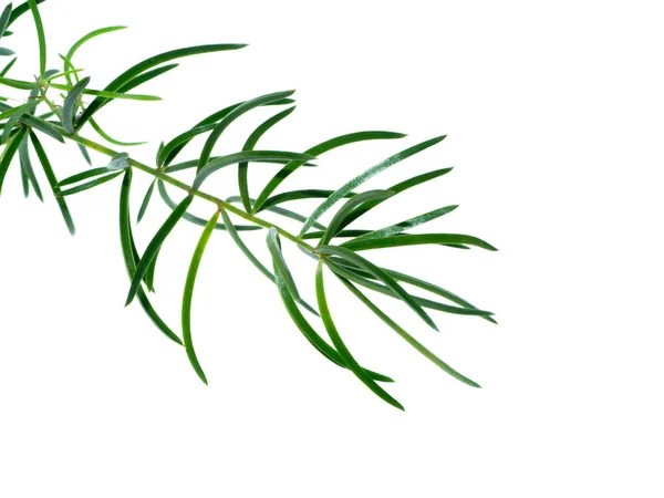 Detail Rostliny Shatavari Asparagus Racemosus Willd Bílém Pozadí — Stock fotografie