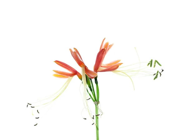 Close Flor Lírio Rainha Eucrosia Bicolor Ker Gawl Planta Fundo — Fotografia de Stock