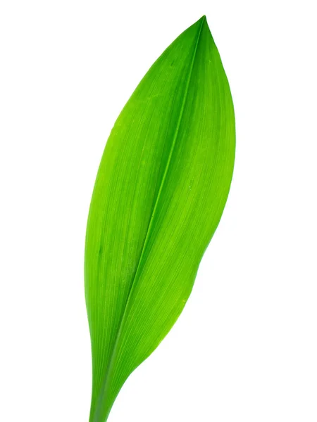 Nahaufnahme Des Lilienblattes Eucrosia Bicolor Ker Gawl Plant Auf Weißem — Stockfoto